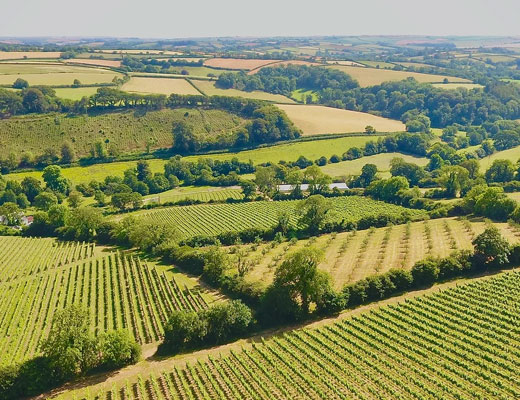 Calancombe Estate
Wine Tours
