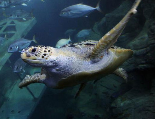 National Marine Aquarim