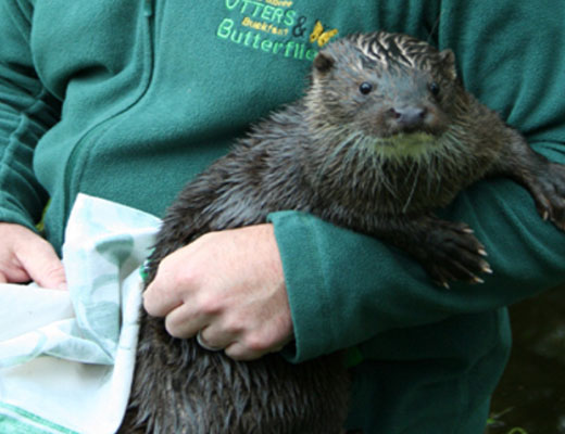 Buckfast Otter & Butterfly Farm