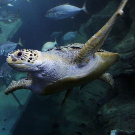 Explore South Devon Attractions