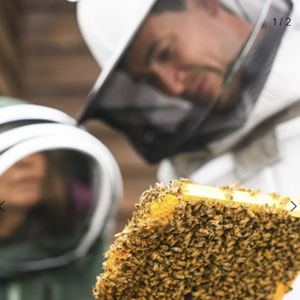 sustainability bees devon