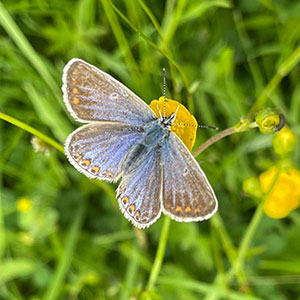 wildlife sustainability glamping devon