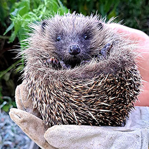 wildlife sustainability glamping devon